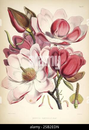Illustrations des plantes de l'Himalaya Londres L. Reeve 1855 plantes montagnes de l'Himalaya Magnolia campbellii botanique high SCI art fix fleurs de magnolia de Campbell Joseph Dalton Hooker Walter Hood Fitch PIN hsa, une illustration botanique complexe mettant en valeur les fleurs élégantes du magnolia, avec de grands pétales délicats dans les tons de rose et blanc. Les fleurs sont représentées avec des détails complexes, soulignant leurs textures douces et étamines luxuriantes au centre. Autour des fleurs sont riches feuilles vertes et bourgeons fermés, présentant une scène vibrante de beauté naturelle. Quelques éléments supplémentaires, Banque D'Images