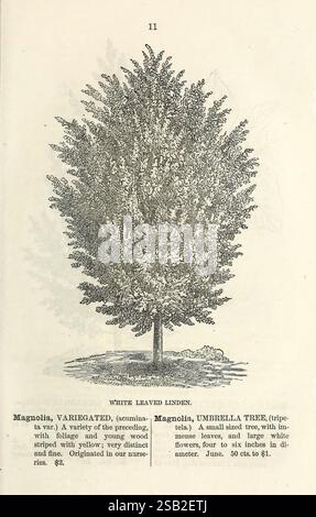 Ellwanger & Barry's catalogue descriptif d'arbres et arbustes ornementaux, roses, plantes à fleurs, etc Rochester, N. Y, Ellwanger & Barry, 1868 plantes, arbustes, catalogues, arbres ornementaux, matériel de pépinière, Ellwanger Barry, horticulture de pépinière, histoires de jardin, en fleur, tilleul à feuilles blanches Banque D'Images