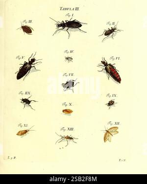 Iacobi Christiani Schaefferi s.s. theologiae et philosophiae doctoris icones insectorum circa Ratisbonam indigenorum Ratisbonae Typis Breitfeldianis MDCCLXXIX [1766-1779] Allemagne insectes œuvres picturales Regensburg Banque D'Images