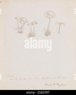 Dessins de champignons, pas avant 1839, champignons, œuvres picturales Banque D'Images