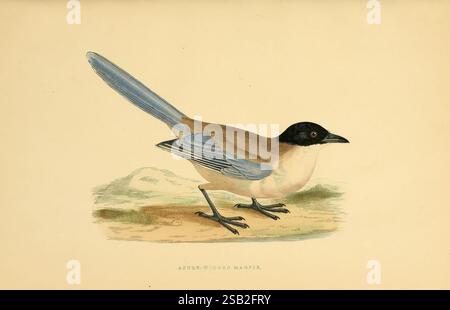 Une histoire des oiseaux d'Europe, non observé dans les îles Britanniques, Londres, G. Bell & sons, 1875-1876. Histoire, oiseaux, Europe, ornithologie, œuvres picturales, Cyanopica cyanus, pie aux ailes Azur, Une représentation frappante d'une pie aux ailes Azur, mettant en valeur sa tête noire distinctive et son corps beige crémeux. La longue et élégante queue de l'oiseau présente des plumes bleues éclatantes qui contrastent magnifiquement avec ses tons plus discrets. Posé au sol, il semble alerte, avec son bec pointu légèrement relevé. L'arrière-plan fait allusion à un habitat naturel, peut-être un paysage sec avec des contours subtils de collines, en Banque D'Images