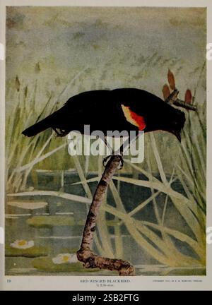 Oiseaux et nature en couleurs naturelles Chicago A.W. Mumford Éditeur 1913-1914 oiseaux Amérique du Nord Agelaius Phoeniceus, Une représentation frappante d'un oiseau noir à ailes rouges perché gracieusement sur un roseau mince au-dessus d'une surface d'eau tranquille. Ses plumes noires brillantes contrastent vivement avec les taches rouges et jaunes audacieuses sur ses ailes, créant un visuel captivant. L'arrière-plan présente une végétation douce et floue et de douces ondulations dans l'eau, suggérant un habitat de zone humide serein. Cette image capture magnifiquement l'élégance et l'équilibre de l'oiseau, soulignant ses couleurs vibrantes et son environnement naturel. Banque D'Images