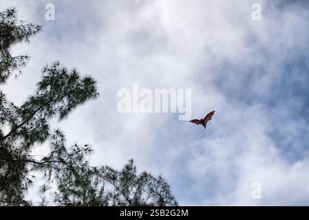 Chauve-souris mauricienne aux fruits Banque D'Images