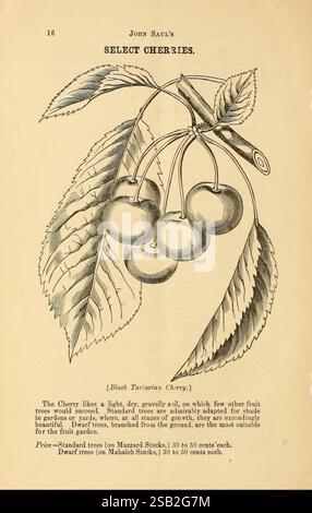 Catalogue descriptif de fruits de John Saul. Washington, D. C, John Saul, [1870]. plantes, fruits, graines, catalogues, pépinières, horticulture, cerise tartarienne noire, histoires de jardin, en fleurs, collections de couleurs, L'illustration représente un groupe de cerises suspendues à une tige, montrant leur forme arrondie et leur surface brillante. Accompagnant l'œuvre d'art est une description mettant en évidence les caractéristiques de la cerise tartarienne noire, connue pour sa pertinence dans les jardins et comme un bel ajout aux arbres fruitiers. Le texte comprend également des informations pratiques sur l'achat d'arbres standard et de nains Banque D'Images
