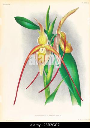 Lindenia, Gand [Belgique], Impr. F. Meyer-van Loo, 1885-1906, classification, guides, nomenclature, nomenclature populaire, Orchidaceae, orchidées, œuvres picturales, terminologie, cette illustration met en vedette l'impressionnant Selenipedium grande, une orchidée unique connue pour sa forme allongée et gracieuse et ses couleurs vibrantes. La plante présente de grands pétales charnus qui présentent un mélange de tons jaunes et blancs, contrastés par de longs sépales rouges et verts minces qui s'étendent élégamment vers l'extérieur. La composition met en évidence les détails complexes de la fleur, soulignant son allure exotique et le Banque D'Images