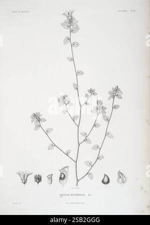 Tentamen Florae Abyssinicae Parisiis Arthus Bertrand 1847-1851 Banque D'Images