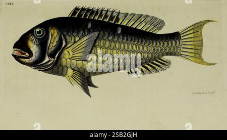 The Naturalist's miscellany, ou figures colorées d'objets naturels, Londres, imprimé pour Nodder & Co, 1789-1813, animaux, œuvres picturales, zoologie Banque D'Images
