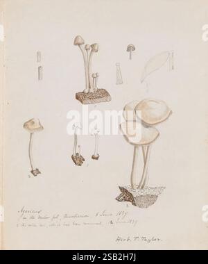 Dessins de champignons, pas avant 1839, champignons, œuvres picturales, une illustration minutieusement détaillée mettant en valeur une variété de champignons. La composition présente plusieurs types distincts, y compris des champignons grands et minces avec des chapeaux modestes et des spécimens plus courts et plus ronds. Certains sont représentés avec des traits fins soulignant leurs textures et leurs formes, tandis que les annotations fournissent des noms scientifiques et la date d'observation, faisant référence à une collection spécifique de juin 1837. La conception globale souligne à la fois la beauté naturelle et la diversité des champignons, capturant leurs formes et caractéristiques uniques dans un et délicat Banque D'Images