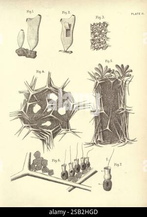 Illustrations de zoologie : invertébrés, vertébrés Édimbourg Y.J. Pentland, 1889 zoologie, œuvres picturales, cette illustration présente diverses figures de structures botaniques et microscopiques. - **Fig. 1** présente une série de formes allongées, illustrant éventuellement les caractéristiques des graines ou des gousses de plantes. - **Fig. 2** présente une forme différente, ressemblant à une graine stylisée ou à une structure sporale. - **Fig. 3** affiche un amas dense de motifs cellulaires qui pourraient représenter une coupe transversale de tissu végétal ou une forme de croissance. - **Fig. 4** représente une structure tridimensionnelle avec des traits angulaires, des sucres Banque D'Images