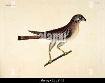 Histoire naturelle de la Caroline, de la Floride et des îles Bahama : Londres, imprimé pour C. Marsh 1754. Bahamas, histoire naturelle, œuvres pré-linnéennes, états du sud, Mark Catesby, Géorgie, Floride, Caroline du Sud, Caroline du Nord, ornithologie, oiseaux, Falco sparverius, American Cestrel, Catesby, Un oiseau finement illustré, connu sous le nom de « Faucon sacré », perche gracieusement sur une branche élancée. L'oiseau présente un plumage saisissant avec une combinaison de bruns riches et de gris subtils. Ses marques distinctives comprennent des rayures à motifs sur les ailes et une gorge remarquable avec des taches délicates. C'est le faucon Banque D'Images