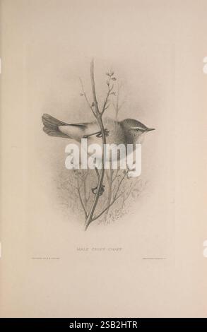 The British Warblers, Londres, R. H. porter, 1907-1914, Grande-Bretagne, oiseaux, Sylviidae, Phylloscopus collybita, chiffchaff commun, l'illustration montre un Chipp Chaff mâle perché délicatement sur une branche mince. Son plumage est représenté avec des détails complexes, soulignant les textures et les motifs subtils de ses plumes. La posture de l'oiseau est bien fixée, avec une jambe légèrement relevée lorsqu'il navigue dans son environnement. Autour du Chipp Chaff se trouvent des éléments botaniques minimes, suggérant un habitat naturel. Les lignes fines et les ombres capturent l'essence de la forme de l'oiseau et la nature délicate de Banque D'Images