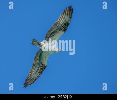 Un Osprey (Pandion haliaetus) en vol contre un ciel bleu clair vu directement du dessous dans les Keys de Floride, USA. Banque D'Images