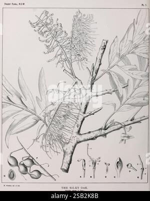 The Forest Flora of New South Wales, Sydney, W. A. Gullick, 1902-1925, Australie, nouvelle-Galles du Sud, arbres, Margaret Flockton, Margaret Flockton, Grevillea robusta, Silky Oak, Women in Science., Une illustration botanique représentant le chêne soyeux, scientifiquement connu sous le nom de Grevillea robusta. La composition comprend une représentation détaillée des branches, des feuilles et des épis floraux distinctifs de l'arbre. Différentes étapes du développement de la plante sont présentées, avec des parties étiquetées illustrant le feuillage, les fleurs et les fruits. L'illustration sert d'étude de l'espèce, mettant en évidence son fe unique Banque D'Images