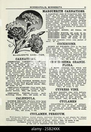 Lippincott Seeds, Minneapolis, Minn, Miss C.H. Lippincott, 1915, fleurs, légumes, fruits, graines, catalogues, pépinières, horticulture, histoires de jardin, en fleurs, la page présente un guide botanique détaillé de divers types de fleurs, y compris les œillets de Marguerite et d'autres variétés connexes. Il fournit des descriptions, des exigences de culture et des détails sur les paquets de semences. Les œillets de Marguerite sont mis en évidence pour leur capacité à produire des fleurs abondantes de différentes couleurs, notées pour fleurir dans un sol bien drainé et des endroits ensoleillés. Des instructions spécifiques sont données sur la plantation et les soins des semences, em Banque D'Images