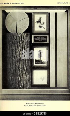 Rapport annuel du directeur au conseil d'administration de l'année, Chicago, États-Unis, Field Museum of Natural History, 1907-1943, Field Museum of Natural History, Natural History, périodiques, Une exposition présente une coupe transversale d'une grande bûche de pin blanc en haut à gauche, montrant ses anneaux de croissance. Sous la bûche, une série d'illustrations botaniques encadrées représentent le pin blanc et son feuillage, accompagné d'une plaque formelle détaillant l'importance de l'espèce. Cette composition souligne la beauté naturelle et l'importance écologique du bois nord-américain, en mettant particulièrement en évidence le W. Banque D'Images