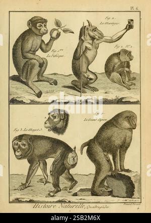 Mammalogie, ou, Description des espèces de mammifères, A Paris, chez Mme. Veuve Agasse, imprimeur-libraire, 1820-1822, encyclopédies, mammifères, L'illustration présente une collection de diverses espèces de primates, chacune représentée dans des poses et des décors distincts. Le coin supérieur gauche présente un singe tenant un fruit, symbolisant le lien entre la nature et la nourriture. Adjacent à lui, un autre primate est illustré à mi-mouvement, s'engageant peut-être dans un comportement ludique ou curieux. En dessous, différentes espèces sont présentées ; une à gauche apparaît plus contemplative, tandis qu'un primate plus grand à droite s Banque D'Images