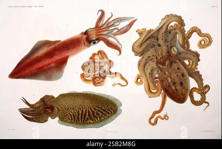 I Cefalopodi viventi nel Golfo di Napoli (sistematica) Berlin, R. Friedländer & Sohn, 1896. Céphalopodes, mollusques, Naples, Baie d'Italie, pieuvre, calmar, monstres sont réels, Comingio Merculiano, Loligo vulgaris, Scaeurgus unicirrus, sépia officinalis, Eledone moschata, calmars européen, pieuvre licorne, seiche commune, poulpe musquée, zoologie des invertébrés, Giuseppe Jatta, l'illustration présente une représentation détaillée de divers céphalopodes, mettant en valeur l'anatomie complexe et les caractéristiques distinctes de chaque espèce. Sur la gauche, un calmar vibrant met en valeur son corps allongé et ses ailerons proéminents Banque D'Images