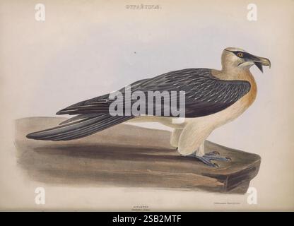 The, Genera, of, oiseaux, Londres, 1849, oiseaux, Classification comportementale, image, œuvres, ornithologique, illustration, Une illustration frappante d'un oiseau perché sur un éperon rocheux, mettant en valeur ses caractéristiques uniques. L'oiseau a un corps allongé avec une combinaison de plumes blanches crémeuses et foncées, soulignées par une crête distinctive et un œil vif. Ses ailes sont élégamment déployées, révélant des motifs de plumes complexes. Le rendu détaillé souligne les textures de son plumage et la surface accidentée de la roche, offrant un aperçu captivant de la beauté de la vie aviaire. La composition Banque D'Images