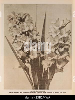 The Burbank Seed Book Santa Rosa California Flowers graines de grain catalogues Santa Rosa Nursery Stock pépinières horticulture bulbes plantes Seed Industry and Trade Burbank Luther Company Burbank Gladiolus Garden Stories in Bloom, Un groupe d'élégantes fleurs de gladiolus présente leurs épis hauts distinctifs ornés de fleurs vibrantes qui entourent la tige. Les pétales délicats, avec leurs courbes gracieuses et leurs nuances variées, créent un attrait visuel saisissant. Accompagnant les fleurs, des feuilles vertes allongées s'élèvent en évidence, encadrant l'arrangement floral. Sous l'affichage floral, un capt informatif Banque D'Images