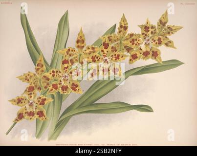 Lindenia, Bruxelles, L. Linden, 1891-[1897?], Orchidaceae, périodiques, oeuvres picturales, Jean Jules Linden, Lucien Linden, Emrod IGA, orchidées, botanique, fleurs, Alphonse Goossens, Odontoglossum pescatorii var. prince d'orange, Oncidium nobile, Une représentation étonnante d'une plante à fleurs, présentant des feuilles vertes allongées qui encadrent élégamment une inflorescence saisissante. Les fleurs vibrantes sont caractérisées par un motif unique de pétales jaunes ornés de riches taches et marques brun rougeâtre. Chaque fleur présente une forme distinctive, contribuant à l'aspect exotique global de la plante. Th Banque D'Images