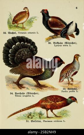 Schreibers kleiner Atlas der einheimischen Vögel Esslinger, J.F. Schreiber [s.d.] oiseaux œuvres picturales tetrao urogallus phasianus colchicus perdix perdix coturnix lyrurus tetrix tetrao tetrix, cette illustration présente une collection de cinq espèces d'oiseaux différentes, chacune magnifiquement rendue avec des détails complexes et des textures riches. Le coin supérieur gauche présente la caille commune, connue pour son plumage distinctif. Adjacent à lui se trouve le tétras noir mâle, remarquable pour son affichage frappant pendant la saison des accouplements. Ci-dessous, le capercaillie est représenté avec ses plumes proéminentes en éventail, highli Banque D'Images