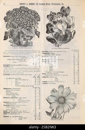 Dreer's Wholesale Price List Autumn Edition septembre à décembre 1900, Philadelphie, Pennsylvanie, Henry A. Dreer, 1900. Fleurs, légumes, graines, Cyclamen, Cineraria, catalogues, Coreopsis, pépinières horticulture, plantes bulbaires, Henry A. Dreer firme, Garden Stories, in Bloom., la page présente un catalogue botanique de Henry A. Dreer, un important fournisseur de plantes basé à Philadelphie, Pennsylvanie. Sur le côté gauche, une illustration détaillée de diverses plantes ornementales est présentée, mettant en valeur un feuillage luxuriant et des motifs floraux complexes, classés dans la catégorie 'Cineraria - Dreer's Plume Branch'. Chaque type est labe Banque D'Images