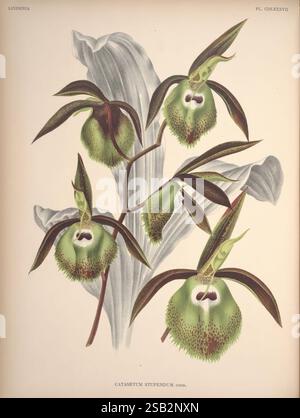 Lindenia, Bruxelles, L. Linden, 1891-[1897?], Orchidaceae, périodiques, œuvres picturales, illustration captivante de l'orchidée Catastelum stupendens, mettant en valeur ses fleurs bulbeuses uniques ornées de motifs intrigants de vert et de brun. La composition comprend plusieurs grappes de fleurs, chacune présentant une forme et une texture distinctes. Entourant les fleurs sont allongées, des feuilles brillantes qui fournissent un fond luxuriant, rehaussant l'élégance de la plante. Le rendu détaillé met en évidence les caractéristiques délicates et la beauté naturelle de cette espèce remarquable, soulignant la complexité Banque D'Images