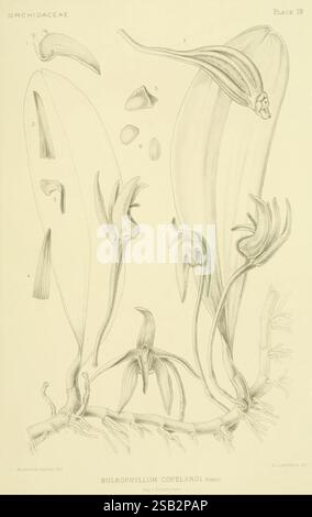 Orchidaceae, 1905-22, Monocotyledoneae, Orchidaceae, orchidées, blanche Ames, Ames, femmes en science, illustration botanique de Bulbophyllum copelandi, un membre de la famille des Orchidaceae. Le dessin présente divers éléments de la plante, y compris des feuilles allongées et des structures florales complexes. Les détails notables comprennent la forme et la disposition uniques des fleurs, mettant en valeur leurs caractéristiques distinctives. L'œuvre d'art est accompagnée d'annotations numérotées indiquant des parties spécifiques de la plante, telles que des pétales et des éléments reproducteurs, fournissant une référence scientifique pour améliorer l'UEDN Banque D'Images