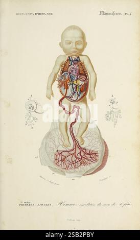 Dictionnaire universel d'histoire naturelle Paris chez les editeurs MM. Renard, Martinet et cie Rue et Hotel Mignon 2 (quartier de l'École-de-médecine) et chez Langlois et Leclercq Rue de la Harpe 81 Victor Masson place de l'Ecole-de-médecine 1847-1849 Dictionnaires botaniques histoire naturelle œuvres picturales Science Zoologie, l'illustration présente une étude anatomique détaillée d'un nourrisson humain, mettant en évidence les organes internes et les structures vasculaires. La figure est positionnée en décubitus dorsal, avec des couches transparentes révélant le cœur, les poumons et les vaisseaux sanguins principaux, ainsi que le sac amniotique environnant Banque D'Images