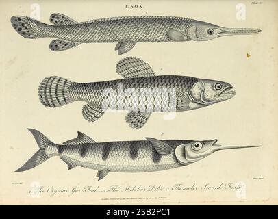 Encyclopaedia londinensis, ou Dictionnaire universel des arts, des sciences et de la littérature Londres, imprimé pour le propriétaire par J. Adlard, vendu à l'Encyclopaedia Office par J. White et Champante et Whitrow, 1810-1829. Encyclopédies et dictionnaires, mollusques, œuvres picturales, poissons, l'illustration met en valeur trois espèces distinctes de poissons, chacune méticuleusement rendue pour mettre en évidence leurs caractéristiques uniques. Sur la gauche, un poisson long et élancé présente des dents tranchantes et un corps profilé, ce qui indique une nature prédatrice. Le poisson moyen a une forme plus robuste, présentant des écailles complexes et elon Banque D'Images