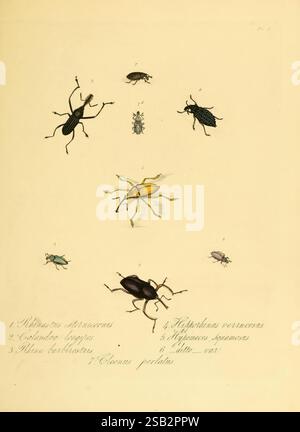 Histoire naturelle des insectes de Chine, 1842, Chine, insectes, arthropodes, arthropode, charançons, histsciart, coléoptères, entomologie, L'illustration présente une variété de coléoptères, chacun étiqueté avec leurs noms scientifiques. En haut à gauche se trouve Rhizobius advena, suivi par Asthenocephalus fungicola en dessous. À côté de ceux-ci, deux coléoptères distincts sont présentés : le spécimen jaune, qui se distingue en bonne place parmi les plus sombres. Voici d'autres espèces, dont Helopeltis veracrucis et Hypomeces squamosus, avec un dernier coléoptère, Clenus proditus, ajouté au fond. Chaque coléoptère est intric Banque D'Images