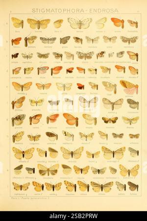 Die Gross-Schmetterlinge der Erde, Stuttgart, Alfred Kernen, 1909-, papillons, lepidoptera, Une illustration scientifique détaillée montrant une collection diversifiée d'espèces de papillons classées sous le genre Stigmatorphora et son groupe apparenté, Endrosa. Chaque spécimen est méticuleusement rendu, mettant en valeur des variations de couleurs, de motifs d'ailes et de textures. L'affichage comprend les noms de chaque espèce, disposés en rangées et colonnes systématiques pour une référence facile. Ce tableau pédagogique met en évidence la riche diversité des papillons, soulignant leurs caractéristiques distinctes et leur beauté dans la nature. Banque D'Images