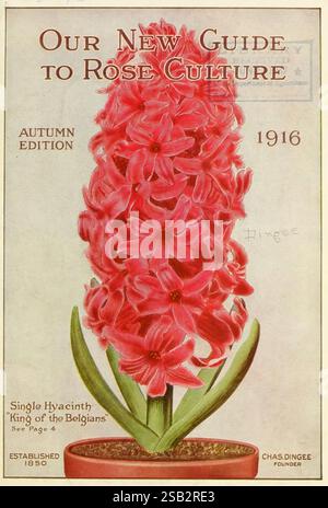 Notre, nouveau, guide, vers, rose, culture, Ouest, Grove, Pa, le, Dingee, &, Conard, Co, 1916, fleurs, catalogues, pépinière, stock, pépinières, horticulture, bulbes, plantes, commerce, catalogues, Dingee, Conard, Co, jardin, histoires, roi, de, les, Belges, jacinthe, la couverture d'une publication vintage intitulée « notre nouveau guide de la culture de la rose », présentant l'édition d'automne de 1916. La conception met en évidence une illustration frappante d'une jacinthe unique haute et luxuriante appelée « Roi des Belges ». Les fleurs vibrantes sont densément tassées, affichant des pétales riches et vifs qui attirent le regard. Le haut du couvercle est de Banque D'Images