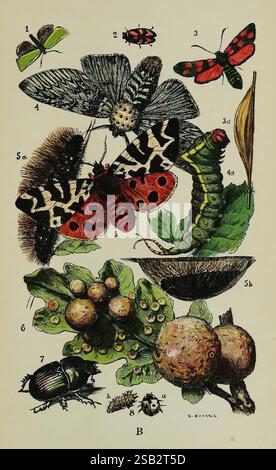Les objets communs du pays, Londres, George Routledge and sons, 1894, zoologie, Une collection de divers insectes et leurs stades de vie est exposée, mettant en valeur la diversité du monde des insectes. Au sommet, plusieurs espèces de papillons de nuit et de papillons sont présentées, y compris un papillon rouge et noir frappant, aux côtés d'autres variétés à motifs délicats. À mi-chemin, une chenille vibrante peut être vue reposant sur des feuilles vertes, indiquant sa transition en papillon. D'autres arthropodes, tels qu'un coléoptère et un insecte plus petit à proximité du feuillage naturel, s'ajoutent à la composition. Le Banque D'Images