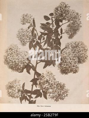 The Burbank Seed Book, Santa Rosa, Californie, Luther Burbank Co, Californie fleurs, grain, graines, Santa Rosa, catalogues, Solanum, pépinière, pépinières, horticulture, industrie et commerce des semences, Burbank Luther Company, Garden Stories, In Bloom, Une illustration botanique mettant en valeur le New Solanum, caractérisé par ses grappes complexes de petites fleurs en forme d'étoile et ses feuilles vertes luxuriantes. La composition met en évidence la structure délicate des fleurs et leur arrangement, soulignant la beauté de cette espèce végétale. Le feuillage ajoute une couche de contraste, enrichissant l'esthétique globale. Le c Banque D'Images