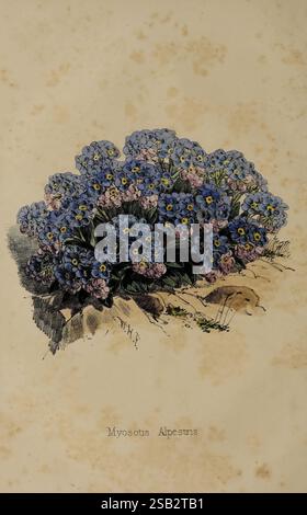 Le fleuriste et pomologiste. Londres, « Journal of horticulture » Office, 1863-1879., Un groupe de fleurs délicates arborant des pétales bleus doux et des centres jaune vif, élégamment disposés dans un cadre naturel. Les fleurs sont placées sur un fond subtil et texturé qui rehausse leur beauté charmante. Sous les fleurs, le nom 'Myosotus alpestris' est affiché, identifiant cette espèce particulière, souvent connue pour son aspect enchanteur dans les environnements alpins. La composition globale capture l'essence de l'art de la nature, mettant en évidence les détails complexes et les couleurs vibrantes du bloss Banque D'Images