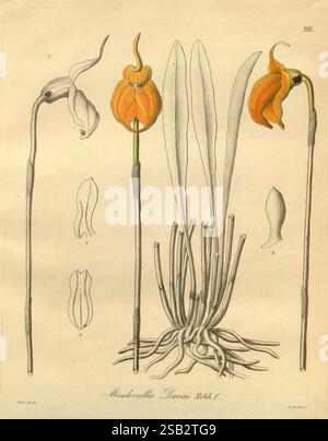 Xenia orchidacea. Leipzig, F.A. Brockhaus, 1858-1900., l'illustration présente l'exquise Masdevallia Darwiniana, une espèce d'orchidée unique. Au centre de la composition se trouve une fleur orangée frappante avec une forme distinctive, flanquée de feuilles vertes allongées et minces qui s'étendent bien en évidence à partir de la base. À gauche, un profil latéral de la fleur présente ses détails complexes, tandis que deux contours supplémentaires représentent des variations de formes florales. Les racines, élégamment dessinées avec des lignes fines, ancrent la plante, soulignant son élégance naturelle. Cette étude botanique met l'accent sur le fe délicat de l'orchidée Banque D'Images