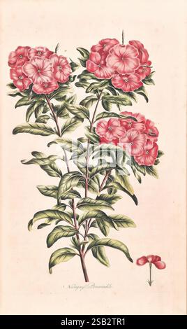Exotique, botanique, illustré, Londres, imprimé, à, le, dépenses, de, le, auteur 1759, pictural, œuvres, plantes, plantes, cultivé, Nosegay, Periwinkle, Une illustration botanique avec un amas de fleurs roses vibrantes avec des feuilles vertes luxuriantes. L'arrangement présente plusieurs fleurs en pleine floraison, affichant des détails complexes de pétales et différentes nuances de rose. Sous les fleurs plus grandes, une fleur plus petite et unique se trouve à la base, soulignant sa structure délicate. La composition est complétée par des feuilles finement rendues qui offrent un contraste riche aux éléments floraux, évoquant un sens Banque D'Images