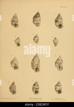 Terre, eau douce, Mollusca, Inde, Londres, Taylor et Francis, 1882-, Asie, Inde, mollusques, coquillages, l'illustration présente une collection de représentations détaillées de diverses formes de coquillages classées sous le nom de 'Diplommatina'. Chaque coquille est numérotée et présentée dans un arrangement systématique, mettant en valeur différentes vues et structures qui mettent en évidence leurs caractéristiques uniques. L'agencement comprend des caractéristiques bien visibles telles que les contours, les ouvertures et les textures complexes de la coque, ce qui permet une comparaison claire entre les spécimens. Cette représentation scientifique met l'accent sur le Banque D'Images