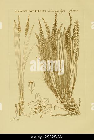 Orchidaceae, 1905-22, monocotyledoneae, Orchidaceae, orchidées, blanche Ames, femmes en science, l'illustration présente une représentation botanique de *Dendrochilum foxworthyi Ames*, une espèce d'orchidée. L’œuvre d’art comprend des représentations détaillées des tiges allongées de la plante ornées de grappes de pointes florales, mettant en valeur de multiples petites fleurs aux formes complexes. À gauche, il y a des parties étiquetées de la plante, indiquant diverses caractéristiques botaniques, y compris la structure de la fleur. La composition met en évidence à la fois la beauté et la complexité de cette espèce d'orchidée particulière, en mettant l'accent sur sa Banque D'Images