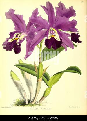 Le magazine floral, Londres, L. Reeve & Co, jardinage floral, fleurs, périodiques, œuvres picturales, plante, fleur, Une superbe illustration de l'orchidée Cattleya Mardellii, mettant en valeur ses pétales violets vibrants qui se déploient élégamment pour révéler des détails délicats. Les fleurs sont ornées de marques plus sombres, ajoutant de la profondeur et du contraste à leur apparence frappante. Sous les fleurs, des feuilles vertes luxuriantes offrent une toile de fond riche, tandis que les bourgeons élégants et allongés à la base laissent entrevoir des fleurs futures. La composition globale souligne la beauté et la complexité de cette remarquable espèce florale, capturin Banque D'Images