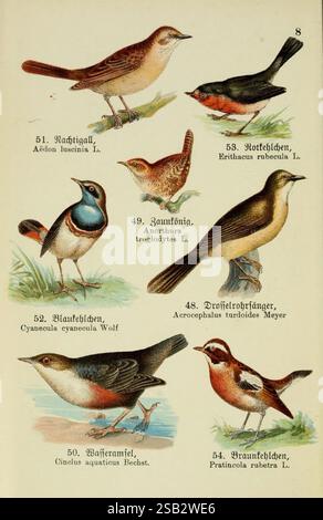 Schreibers kleiner Atlas der einheimischen Vögel Esslinger, J.F. Schreiber [s.d.], oiseaux, œuvres picturales, Acrocephalus arundinaceus, grande parulle de roseau, troglodytes troglodytes, wren d'hiver, cinclus inclus, balancier à gorge blanche, Luscinia megarhynchos, Rossignol commun, Luscinia svecica, gorge bleue, Erithacus rubecula, robin européen, Saxicola rubetra, whinchat, l'illustration présente une collection de diverses espèces d'oiseaux, chacune présentée de manière détaillée et artistique. En haut à gauche, le Nachtigall, ou Nightingale, est représenté avec son plumage distinctif et sa posture élégante. Besid Banque D'Images