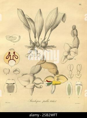 Xenia, orchidacea, Leipzig, F.A. Brockhaus, 1858-1900., cette illustration présente une étude botanique de l'espèce végétale Stanhopea pulla. Au centre, de multiples spécimens de floraison mettent en valeur la structure unique des fleurs, qui se distinguent par leurs arrangements complexes de pétales et leurs formes distinctives. Autour de l'illustration principale se trouvent des représentations anatomiques détaillées, y compris des vues étiquetées des fleurs, des racines et de diverses parties reproductrices. Ces représentations soulignent les caractéristiques morphologiques de la plante et contribuent à une compréhension complète de ses classi botaniques Banque D'Images