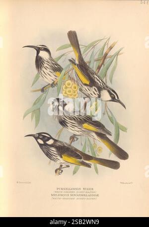 The Birds of Australia London, Witherby & Co, 1910-1927. Australie Bibliographie oiseaux oiseaux Australie œuvres picturales musées Victoria Australie Mathews Gregory Mathews ornithologie, quatre oiseaux distincts sont représentés, mettant en valeur leurs caractéristiques frappantes et leurs couleurs vibrantes. Chaque oiseau est placé gracieusement parmi les branches ornées de feuilles et de petits fruits ronds. Les oiseaux, connus pour leur plumage unique, présentent une combinaison de motifs noirs, jaunes et blancs, qui contrastent magnifiquement avec le feuillage vert. Sous l'illustration, les noms scientifiques 'Purnelloris Niger' et 'Melilorn Banque D'Images