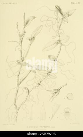 Orchidaceae Boston Houghton Mifflin 1905-22 monocotyledoneae Orchidaceae orchidées Blanche Ames Ames femmes en science, Une illustration botanique mettant en vedette l'espèce d'orchidée Hormidium tripterum, mettant en valeur son feuillage délicat et sa structure florale complexe. Le dessin met en évidence plusieurs étapes de la plante, y compris les détails étiquetés des feuilles, des fleurs et des parties reproductrices, soulignant les caractéristiques uniques de la morphologie de l'orchidée. Les lignes élégantes et le rendu précis capturent l'essence de cette plante exotique, démontrant l'art et l'étude scientifique impliqués dans l'Ar botanique Banque D'Images