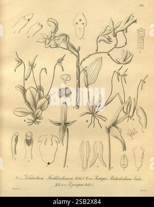 Xenia orchidacea, Leipzig, F.A. Brockhaus, 1858-1900., Une illustration botanique détaillée présentant une variété d'espèces végétales et leurs caractéristiques anatomiques distinctes. La composition comprend des exemples étiquetés de fleurs, de bourgeons et d'autres structures reproductrices, soulignant la diversité dans la forme et la forme. Différents stades de développement sont représentés, illustrant les subtilités de la morphologie des plantes. En outre, il existe des dessins complexes de parties florales, telles que les sépales, les pétales et les organes reproducteurs, soulignant l'art naturel trouvé dans le règne végétal. Chaque élément est méticuleusement Banque D'Images