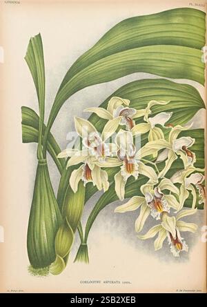 Lindenia, Gand [Belgique], Impr. F. Meyer-van Loo, 1885-1906. Classification, guides, identification, nomenclature, nomenclature populaire, Orchidaceae, orchidées, œuvres picturales, terminologie., l'illustration met en valeur un arrangement délicat de Coelogynes, caractérisé par leurs fleurs blanches élégantes et crémeuses ornées de motifs complexes dans des tons de teintes plus foncées. Les fleurs présentent une forme unique, avec des pétales allongés qui se courbent légèrement sur les bords, améliorant leur aspect gracieux. Entourant les fleurs sont des feuilles vertes vibrantes, qui créent un contraste saisissant et soulignent le Banque D'Images