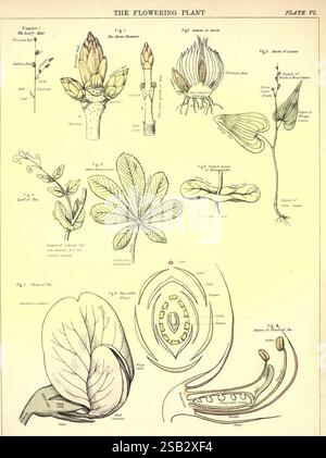 Guide pour l'étude pratique des plantes et des animaux, adapté aux exigences de l'Université de Londres, Département des sciences et des arts, et pour une utilisation dans les écoles et collèges. Avec texte d'accompagnement contenant l'arrangement et l'explication, termes équivalents, Edinburgh, W. et A.K. Johnston, 1881, biologie, manuels de laboratoire, cette illustration se concentre sur divers aspects et détails des plantes à fleurs, mettant en valeur de multiples éléments botaniques étiquetés. En haut, différents stades du développement des fleurs sont représentés, y compris les bourgeons et les fleurs. La section centrale présente des dessins détaillés des feuilles, avec Banque D'Images