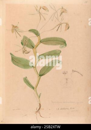 Iconographie des orchidées du Brésil, João Barbosa, l’illustration présente une étude botanique d’une plante, remarquable par ses feuilles vertes allongées et ses fleurs jaunes délicates qui fleurissent au sommet. La composition met en valeur la structure de la plante, mettant en évidence les textures lisses des feuilles et les détails complexes des fleurs. Des annotations sont présentes à côté de la représentation, fournissant des noms scientifiques et des notes supplémentaires sur la morphologie de la plante, y compris un croquis détaillé des parties reproductrices d'une fleur. Cette œuvre illustre la précision et la beauté des illustrations botaniques, emphasi Banque D'Images