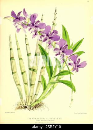 Le, floral, magazine, Londres, l, Reeve & Co, fleur, jardinage, fleurs, périodiques, picturale, œuvres, plante, fleur, l'illustration présente une représentation étonnante des superbiens de Dendrobium, mettant en valeur ses tiges allongées et arquées ornées de grappes de fleurs violettes vibrantes. Chaque fleur présente des détails délicats de pétales, avec des accents plus légers qui améliorent leur beauté. Les feuilles sont minces et lancéolées, émergeant en évidence de la base et soulignant la forme élégante de la plante. Au-dessus de la représentation botanique, le nom de l'espèce est élégamment rendu, ajoutant une touche savante à cela Banque D'Images